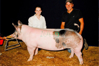 Class Winning and $5,000 Crossbred Gilt 2012 Indiana State Fair