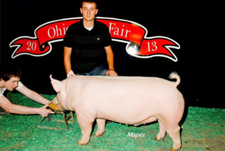 13 Crossbred Class Winner Ohio State Fair