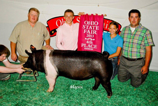13 Grand Champion Hampshire Barrow Ohio State Fair Open Show