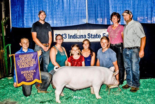 13 Reserve Champion Yorkshire Barrow Indiana State Fair